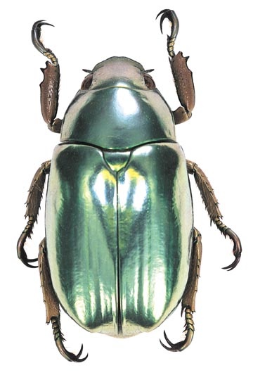 - Scarab beetles - embellishment inspiration