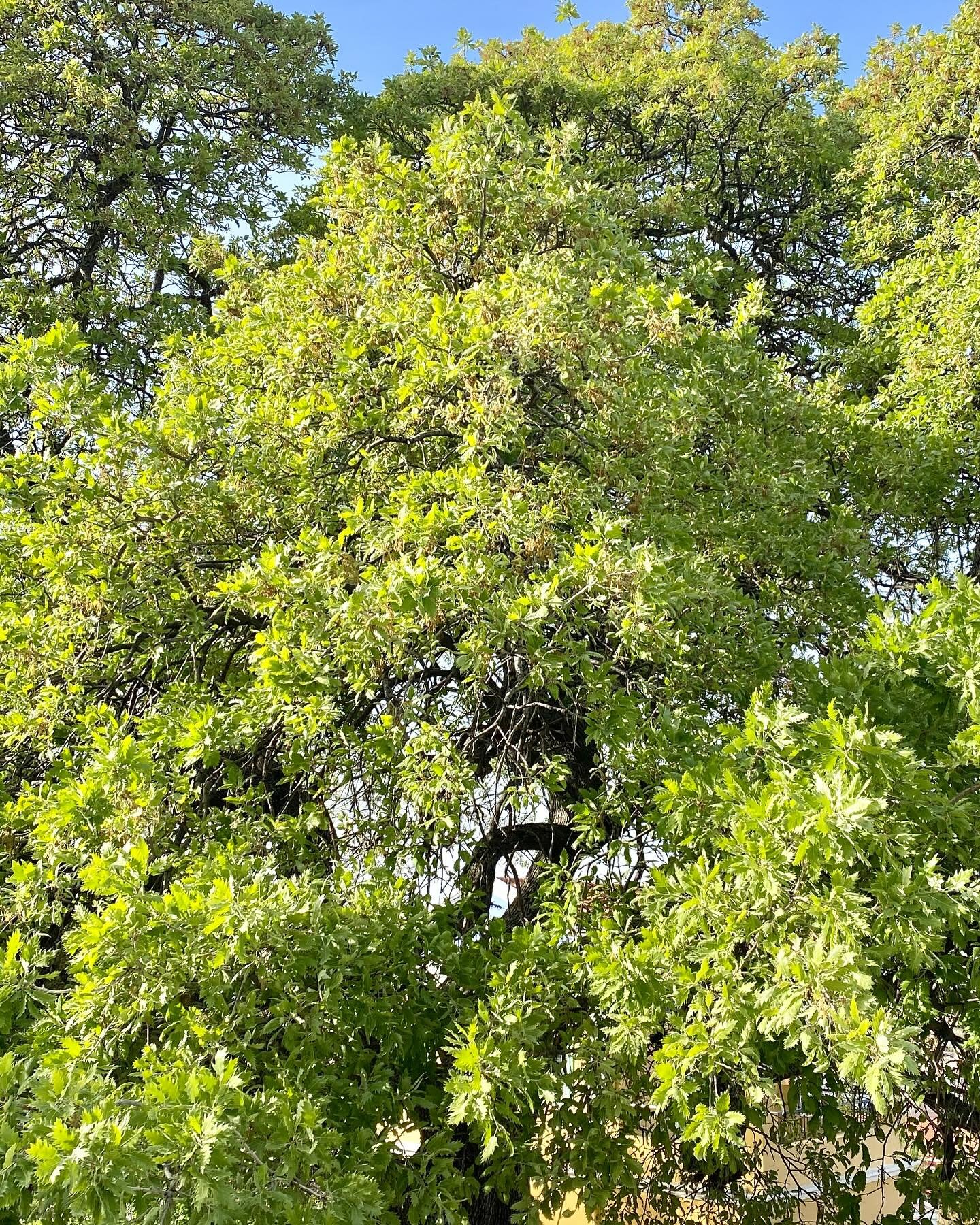 The greenest green you&rsquo;ve ever seen