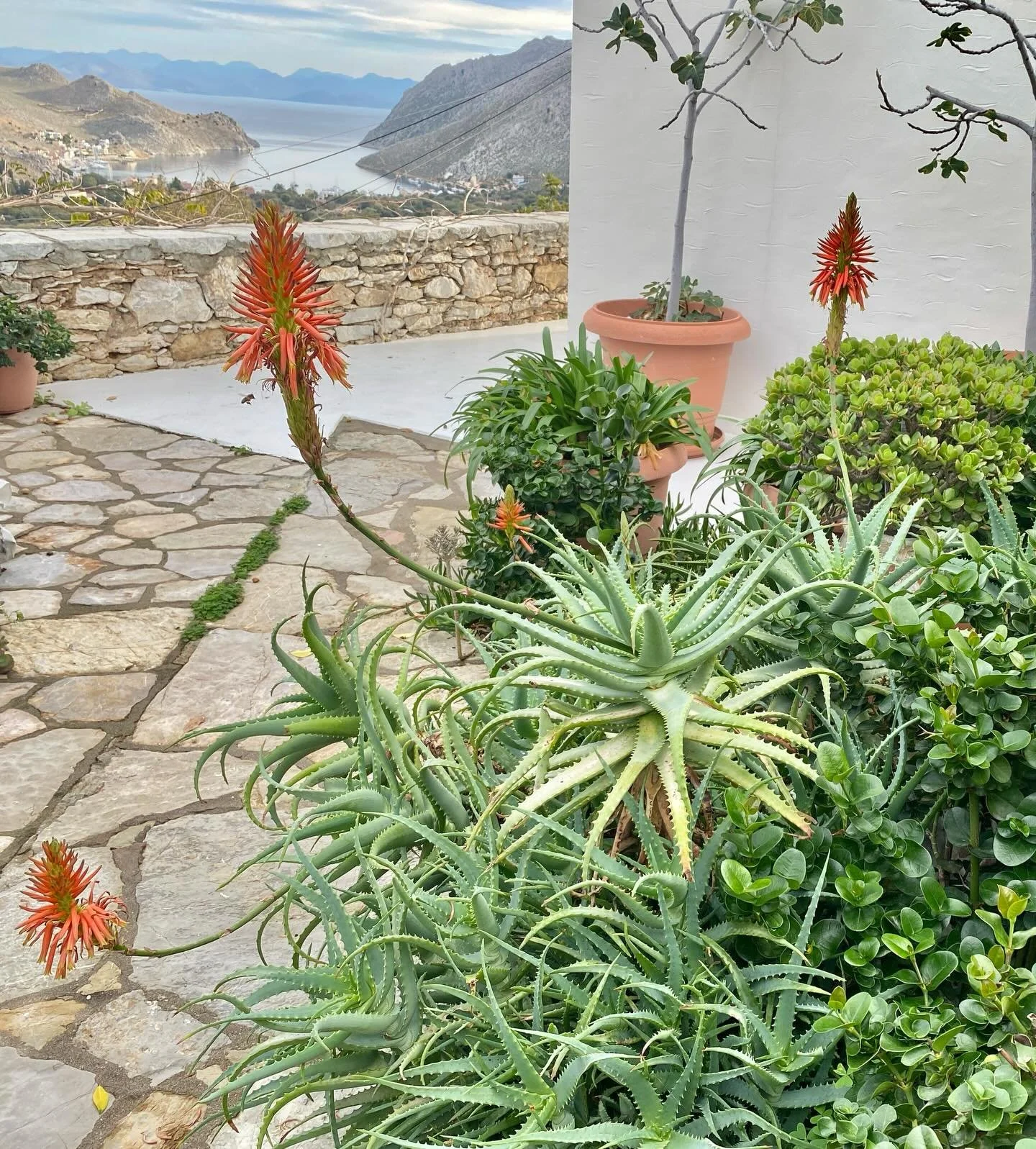 &lsquo;Aloe &lsquo;Aloe &lsquo;Aloe !