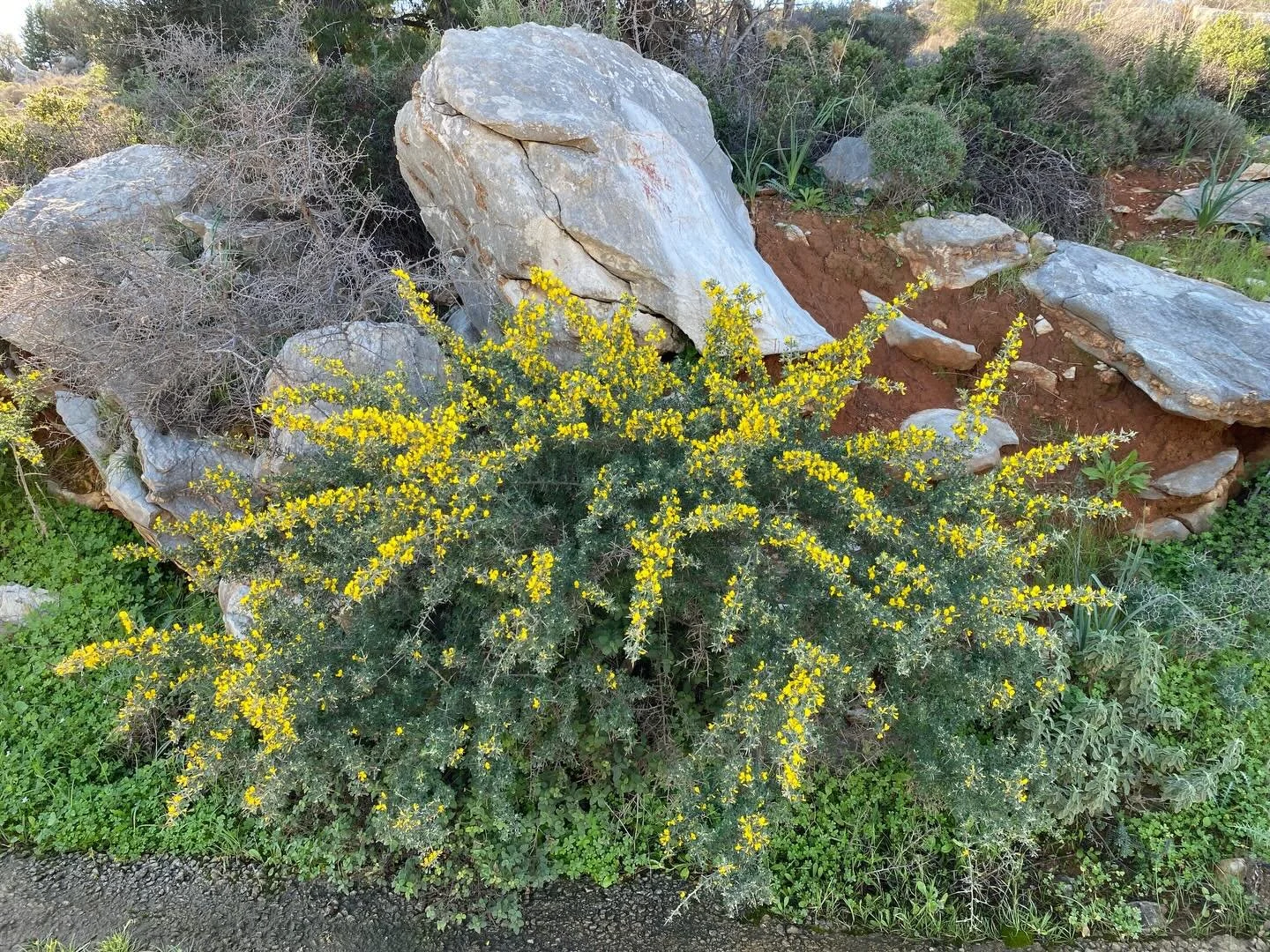 The Broom!  Sweeping the Spring in.