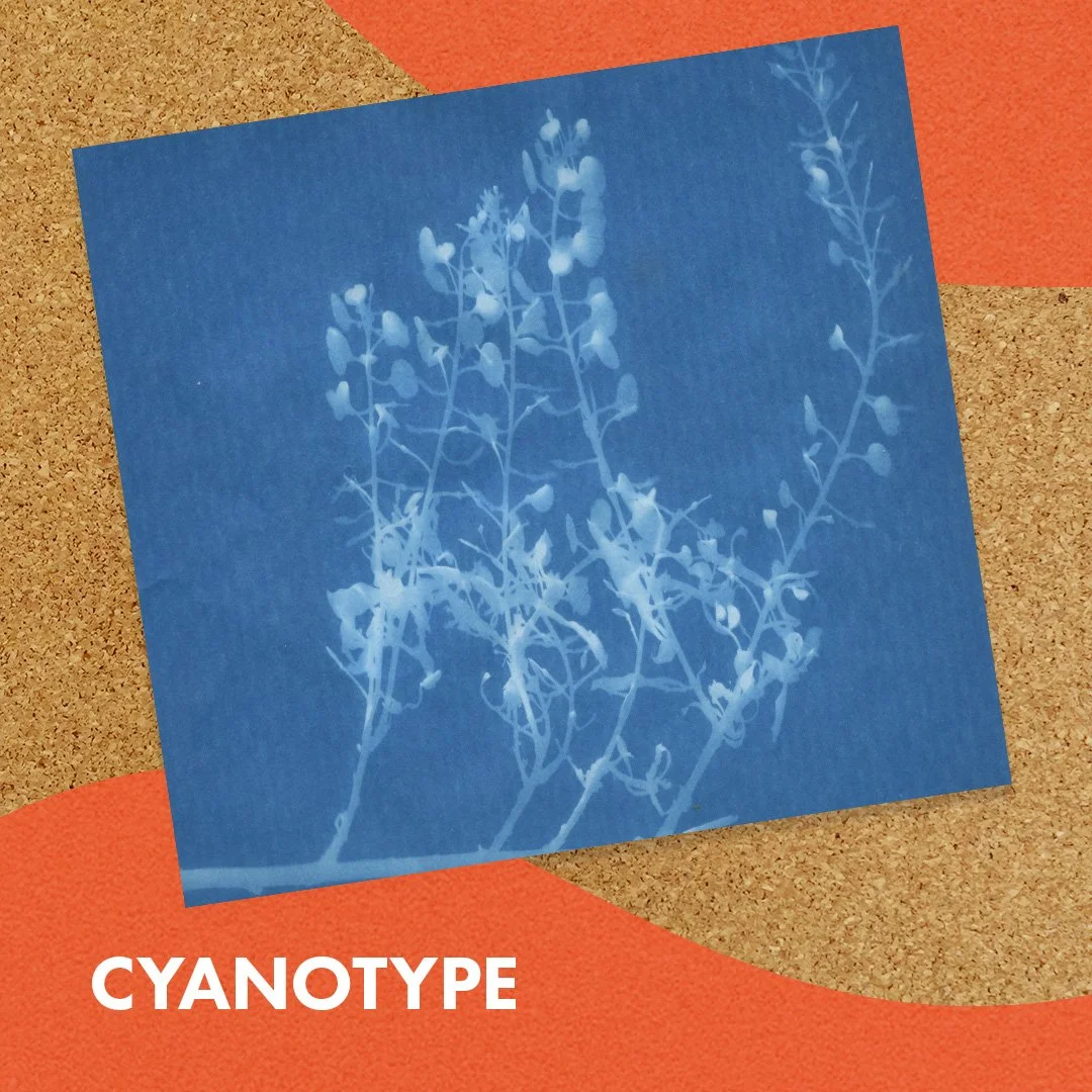 CyanotypeWEB-110125.jpg