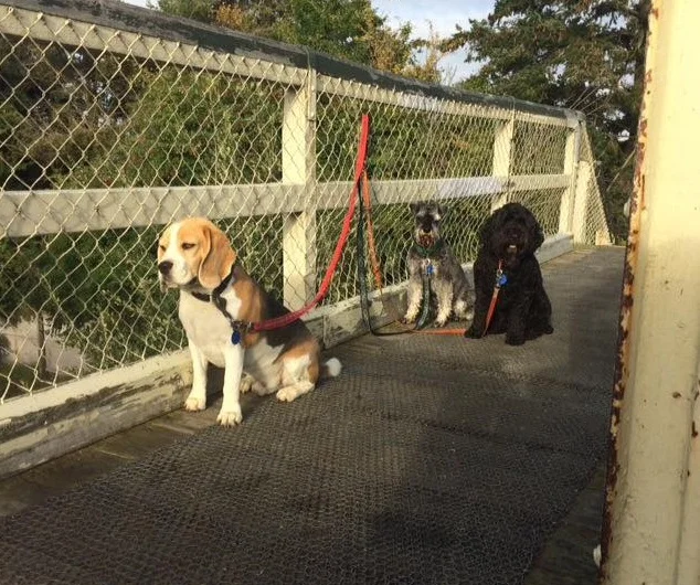 Early start today Jack, Diesil, beagle 16 Mar2017-crop.jpg