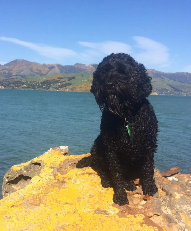 Tough day at the office for Diesil