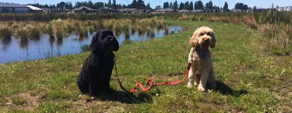 Baily has been helped by Diesil to not be anxious  by cars.jpg