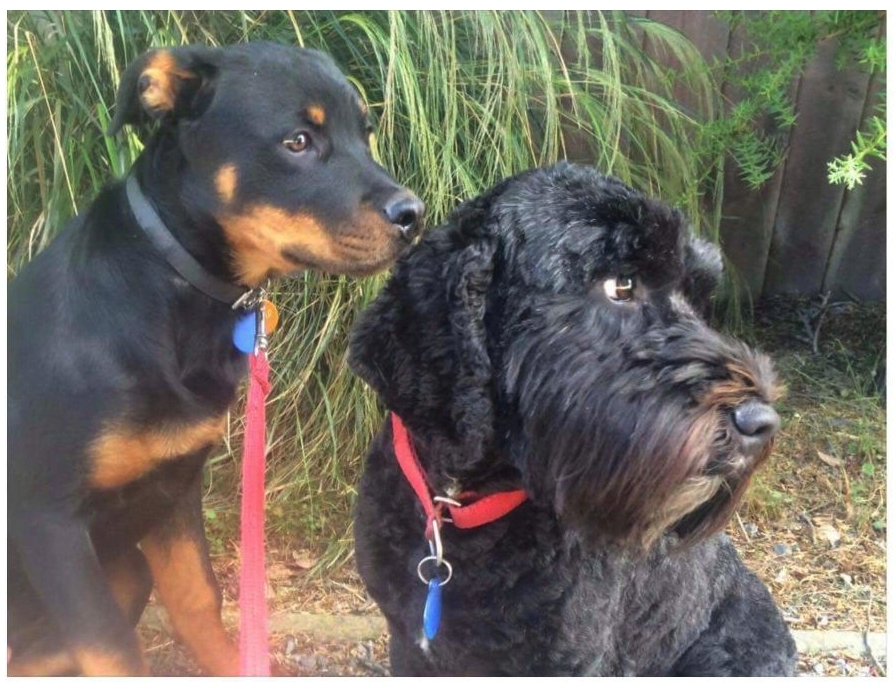 Karlo as a lovely puppy, learning how to be a good dog with Diesil.