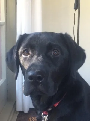 Cola black Lab - James Alexander.jpg