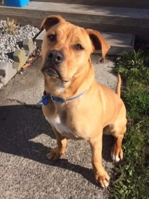 Kai is much calmer after one training session.