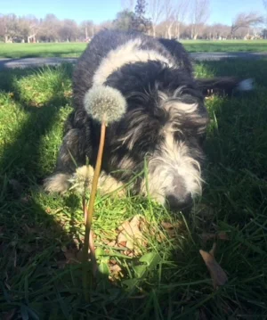 Jed is trying to decide the best wish.