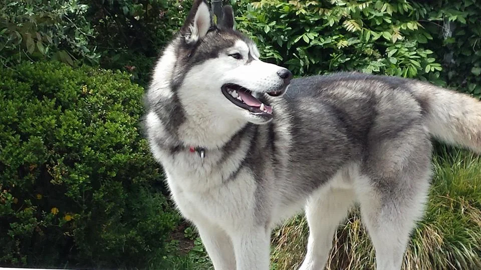 Husky Rescue looking for Giles to come for a walk