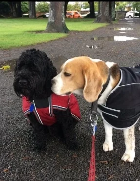 Ralph has been working with Giles and Diesil since he was a puppy.