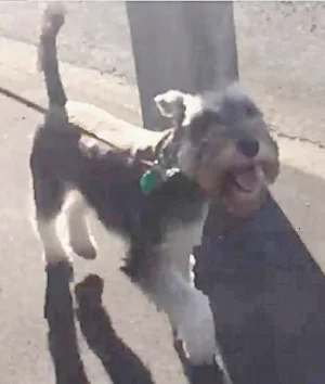 Rita walking pretty.