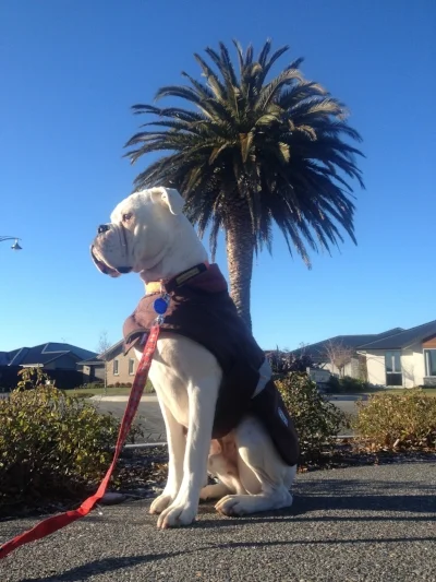 Eddie sits proudly by his palm tree.