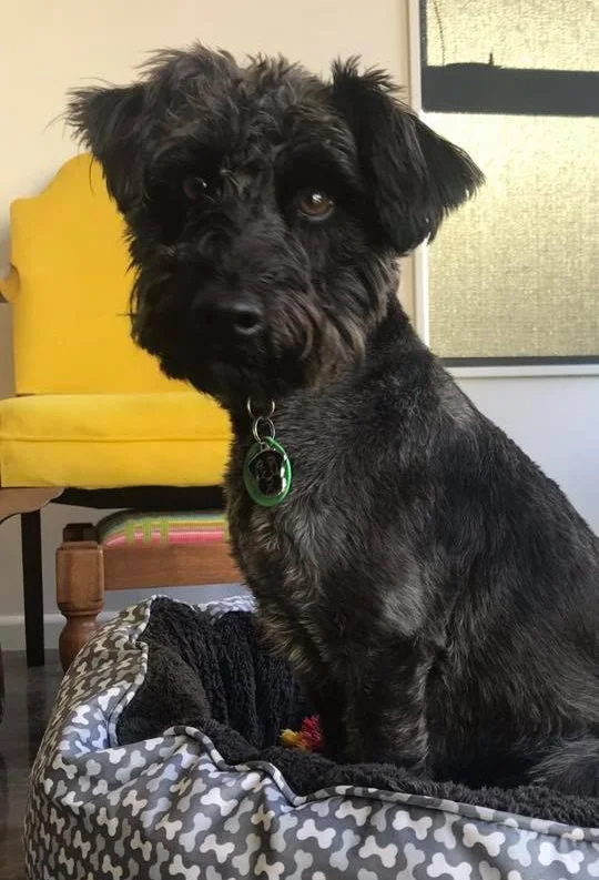 Two year old Schnauzer, Jack, learned a lot in his lesson