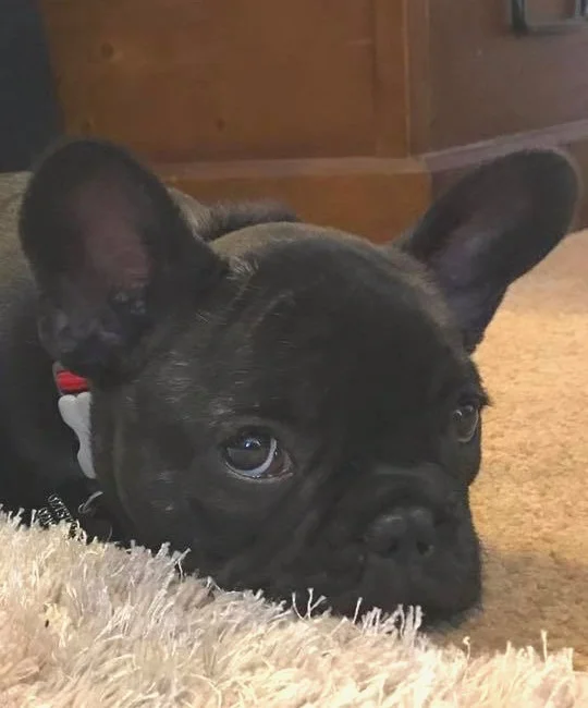 Sherman is learning all about being a puppy.