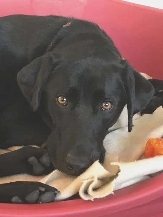 Daisy 1 year old Lab