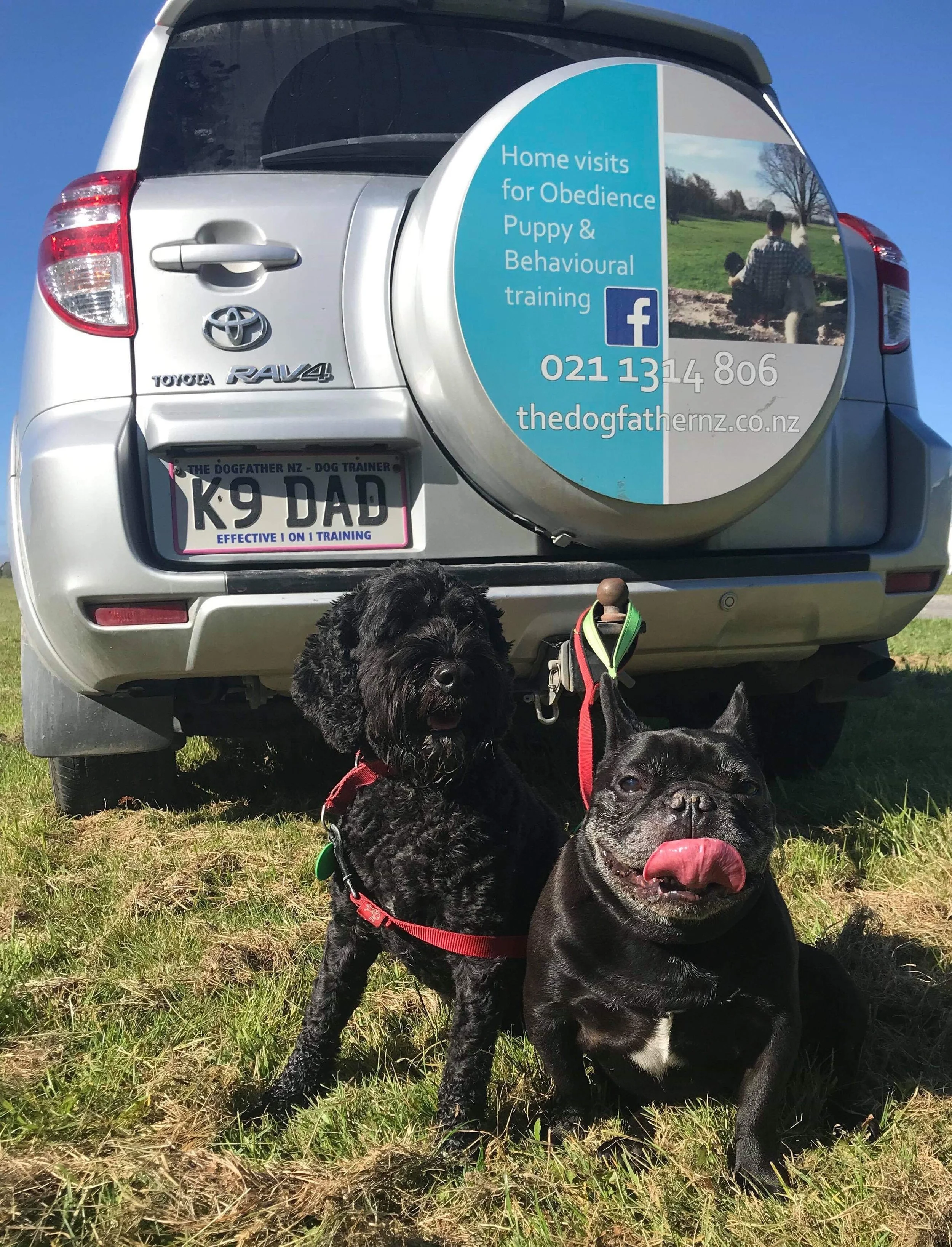 Diesil and Jet ready for training.