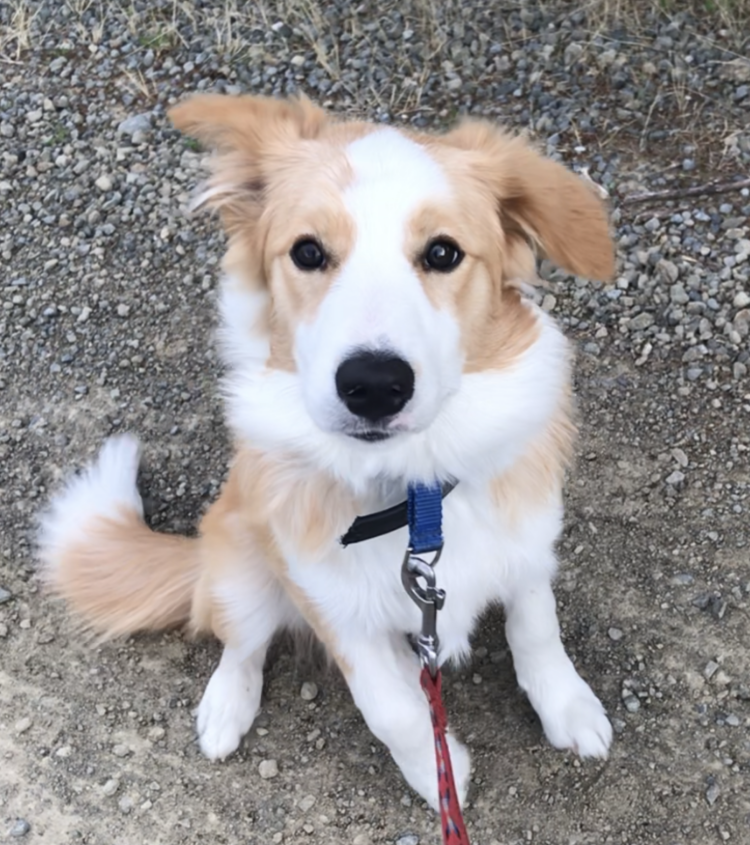 Bear, the red Border Collie, is a very good student.