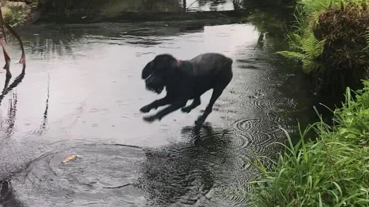 Diesil and creek2.jpg