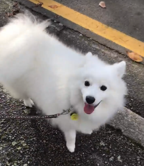 Cooper, the Japanese Spitz, is really happy with his training.