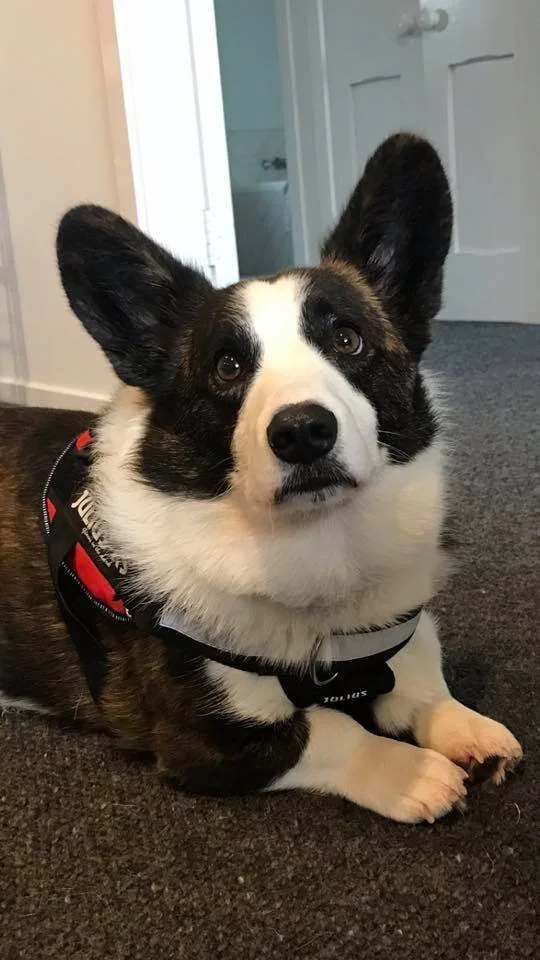 Harvey, the Corgi, is waiting for his class to start.