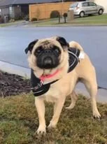 Daisy, the pug, is learning some new skills.