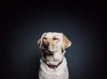 dog6.jpg
