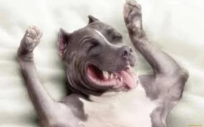 DOG13.jpg