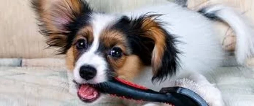 DOG12.jpg