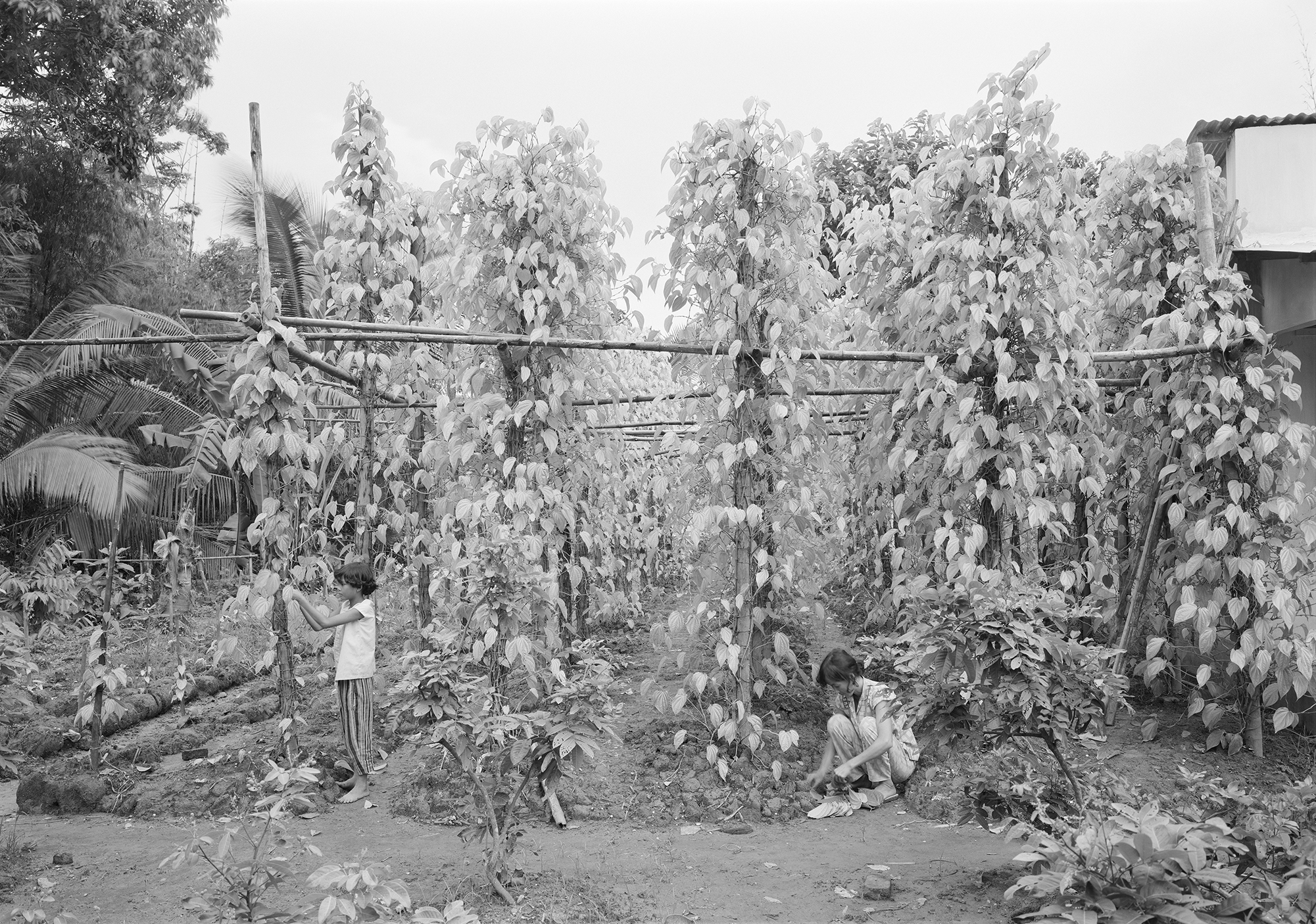 Untitled, Mekong Delta, 1995