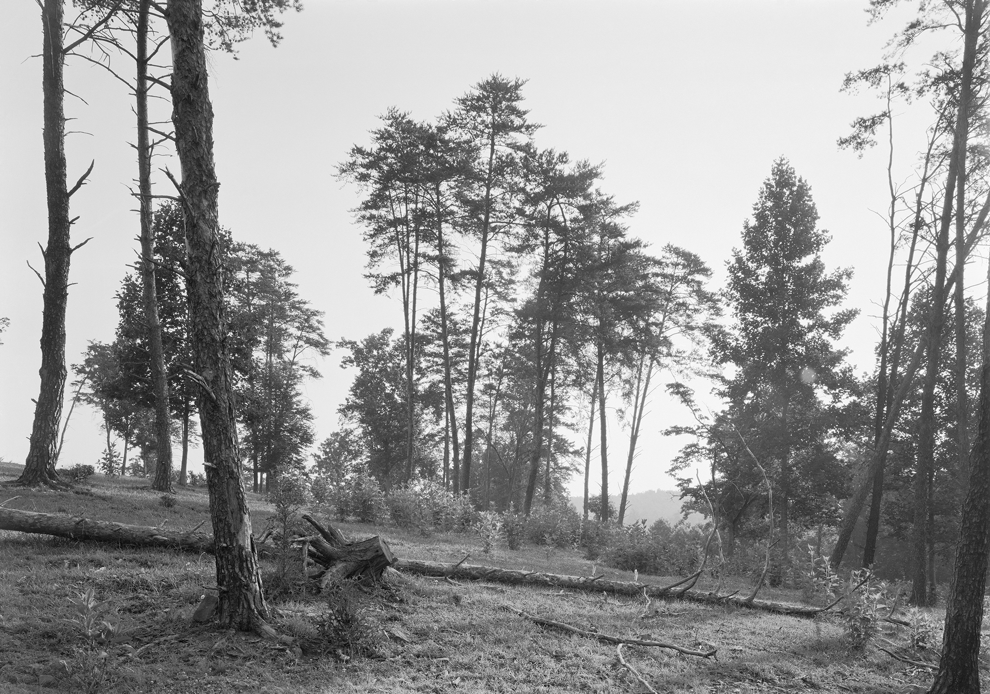 Fallen Tree, 1999-2002