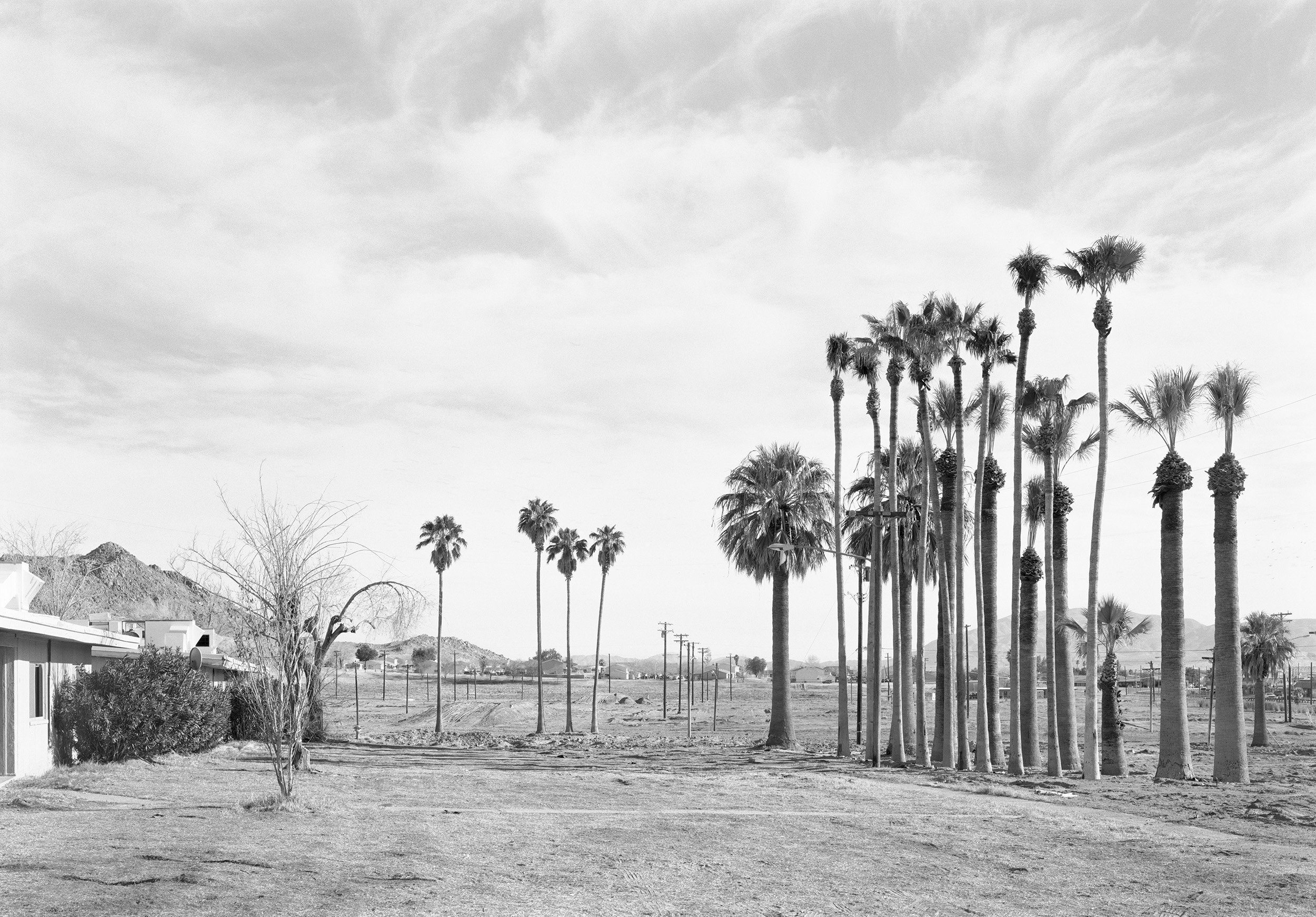 Marine Palms, 2003-4