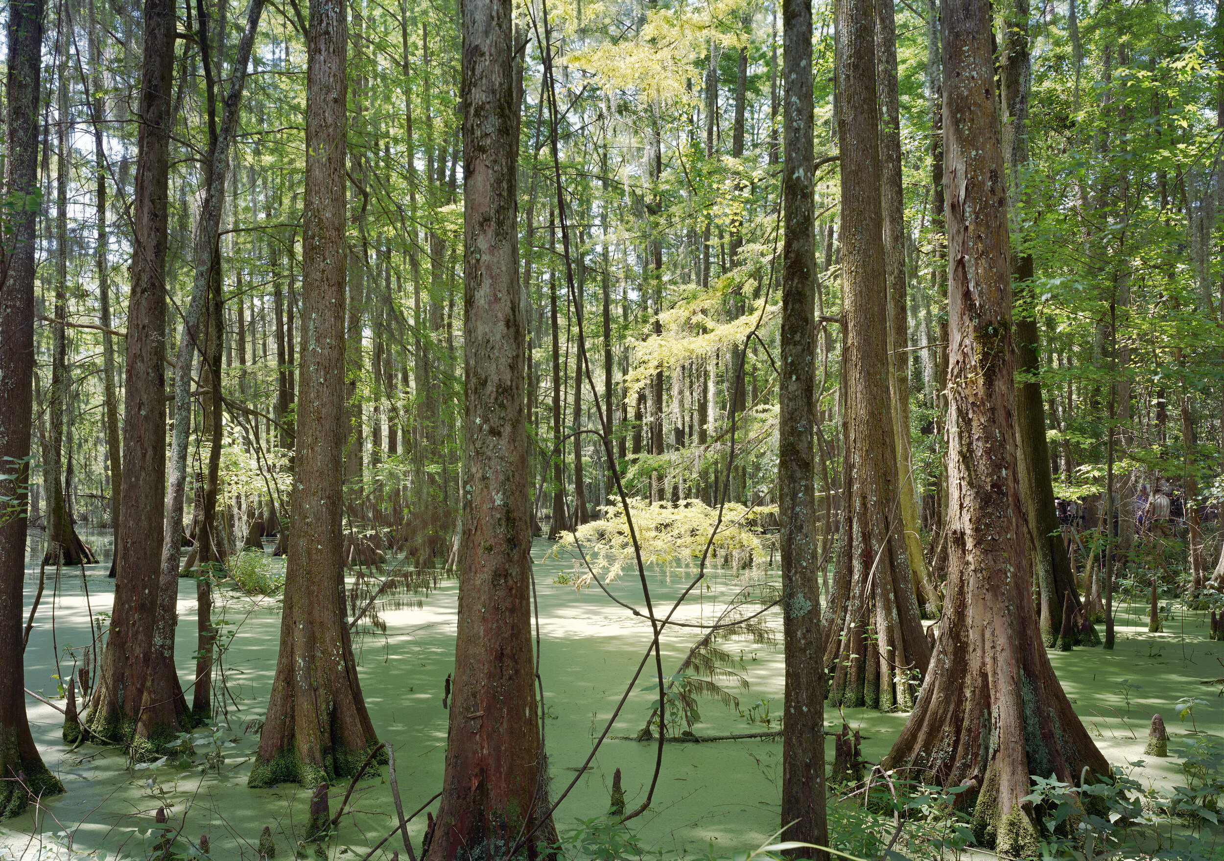 Swamp, Film Set ("Free State of Jones"), Chicot State Park, Louisiana, 2015