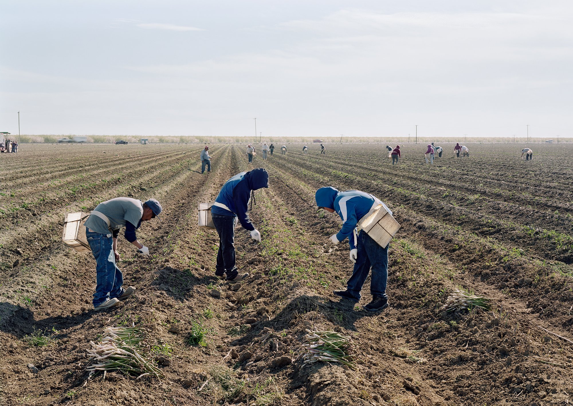 Migrant Workers Harvesting Asparagus, Mendota, California, 2019