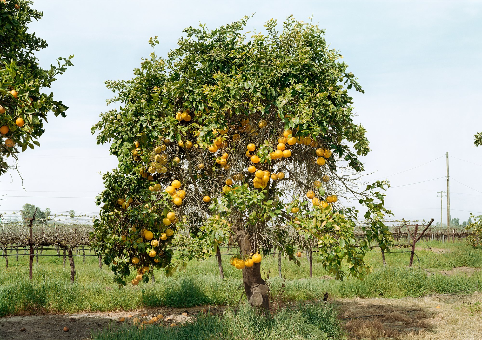 Citrus Tree, Fowler, California, 2019