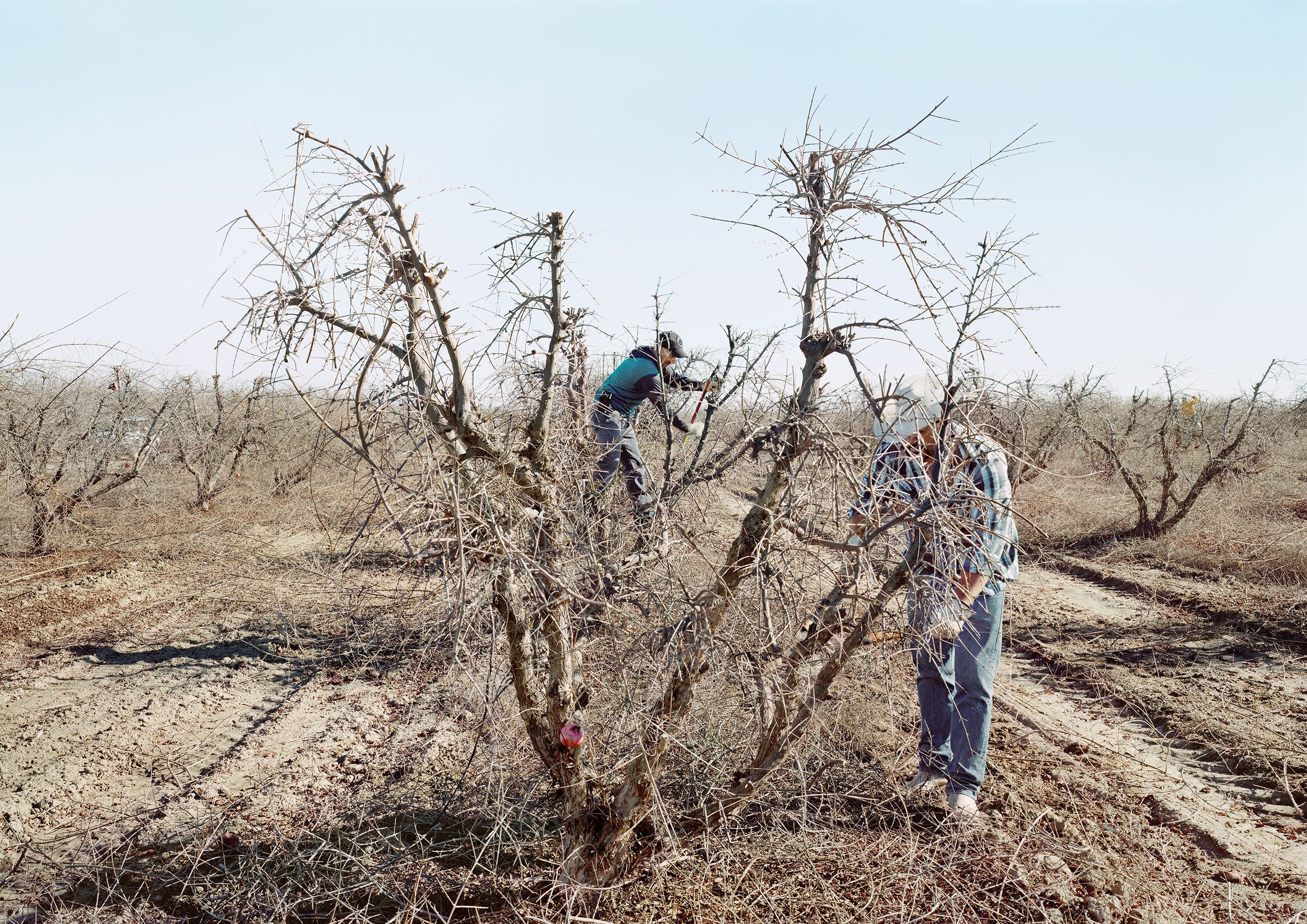 Migrant Workers Pruning Pomegranate Trees, Mendota, CA, 2018