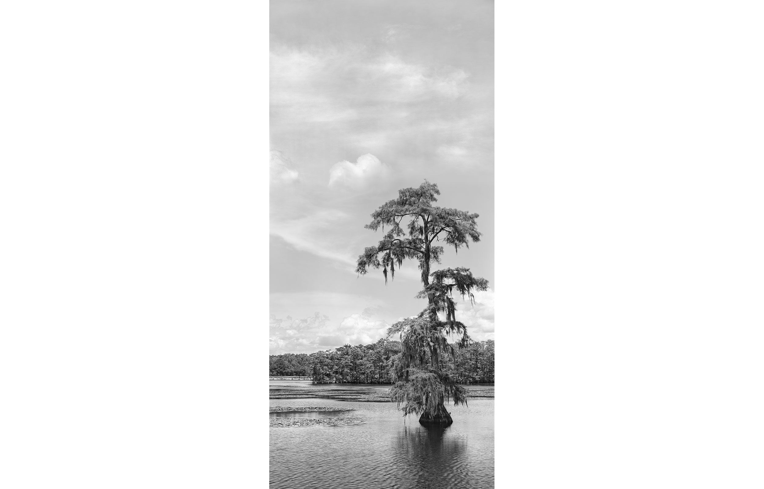 Bald Cypress, Chicot State Park, Louisiana. 2022