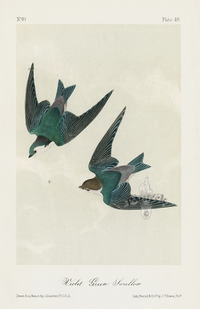 James Audubon original swallow print