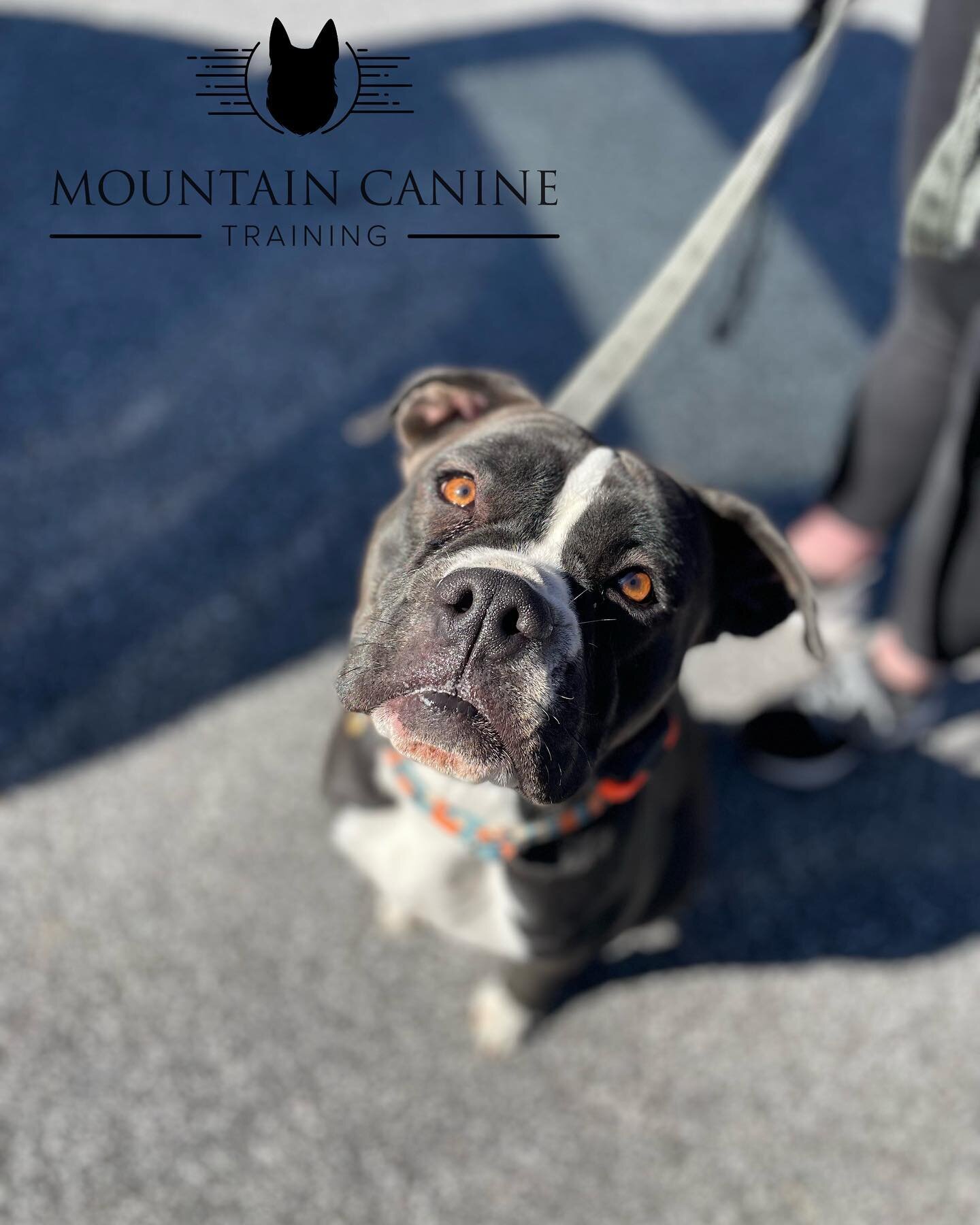 &ldquo;We cannot become what we want by remaining what we are.&rdquo; 

So train your dawgs!! #HappyTraining
🐺
🐺
🐺
#mountaincaninetraining #mct #828isgreat #brevardnc #dogtraining #explorebrevardnc