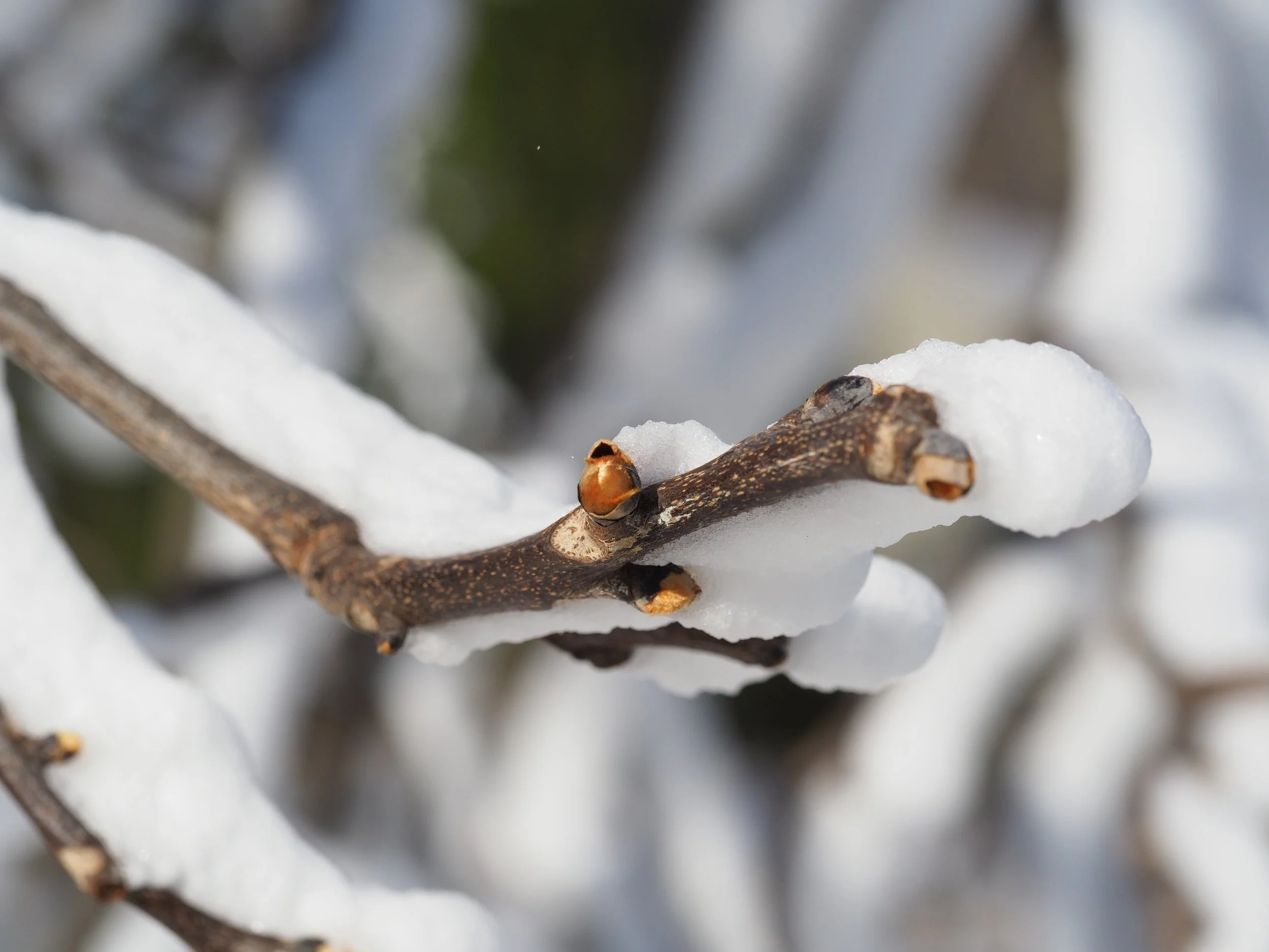 Wintergreen_King_3.jpg