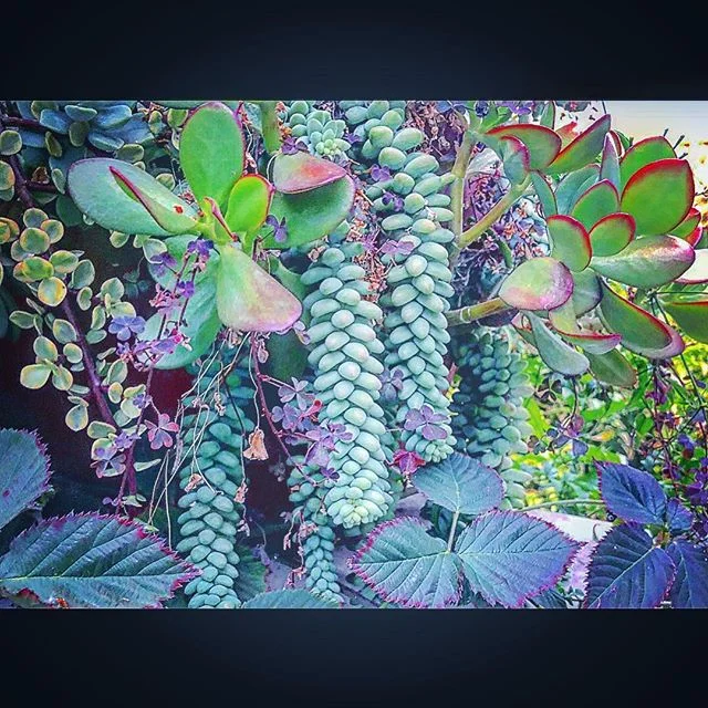 #mygarden #succulentsofinstagram #bluegreen #homegrown #relax #summer #dreaming #midcity #socal