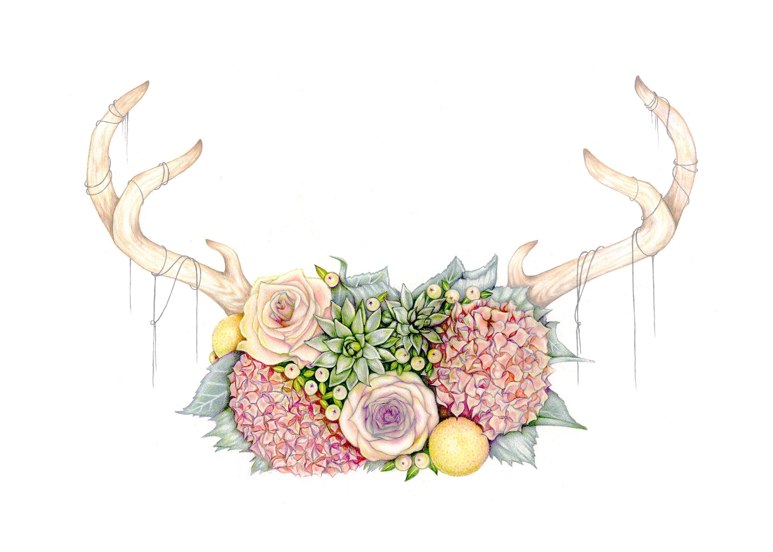 Antlers 5x7.jpg