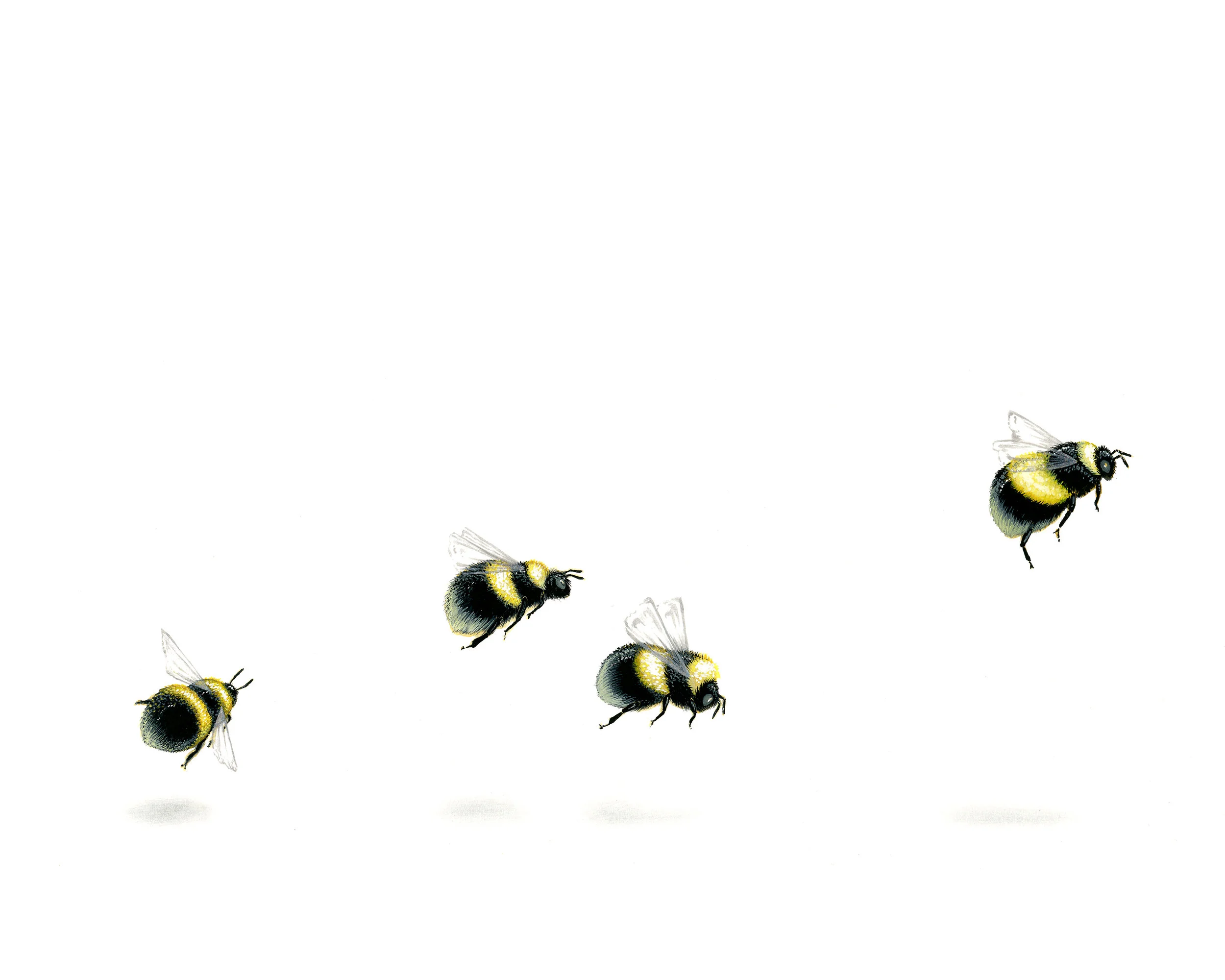 Bees Print Edited.jpg