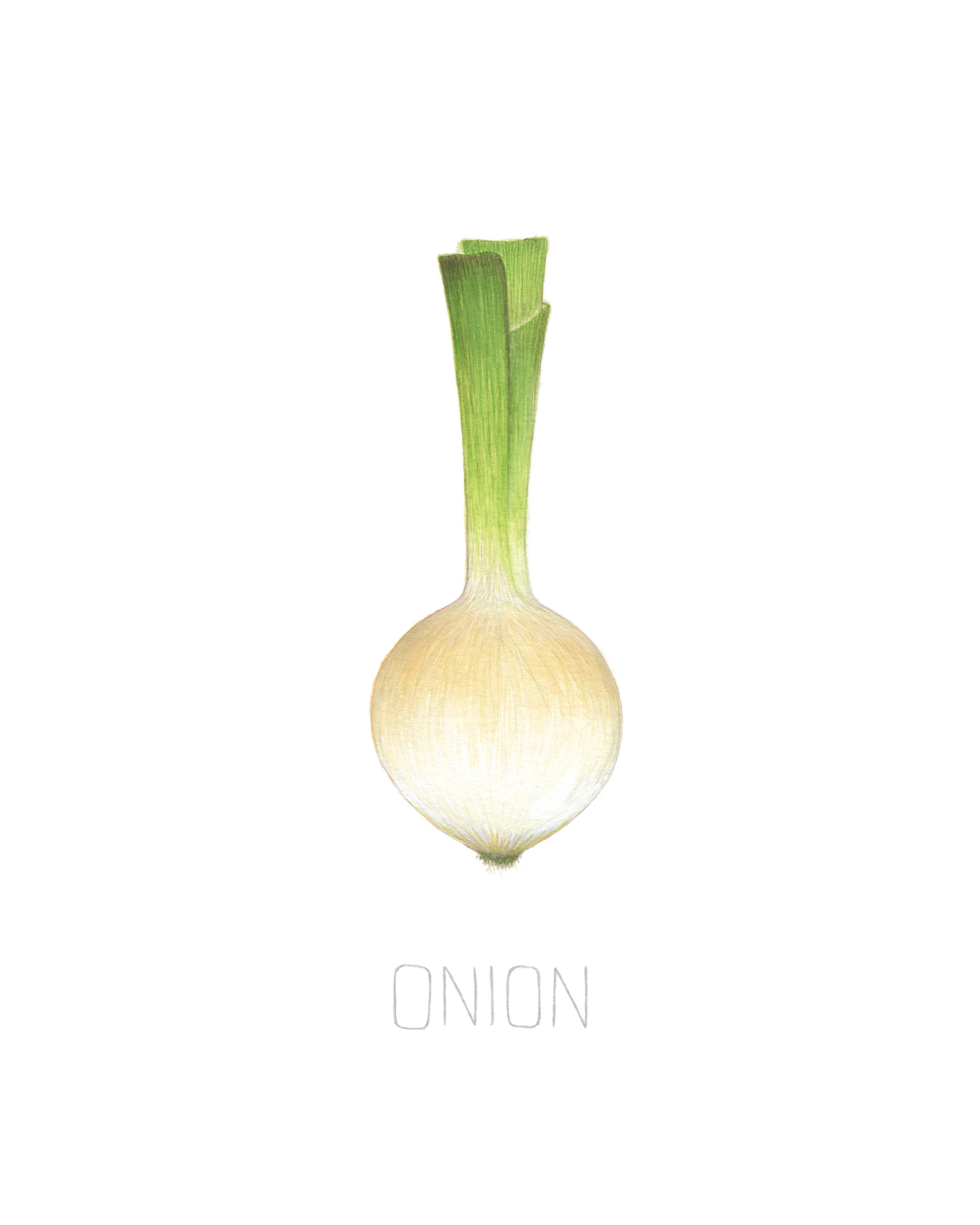 Onions 8x10.jpg