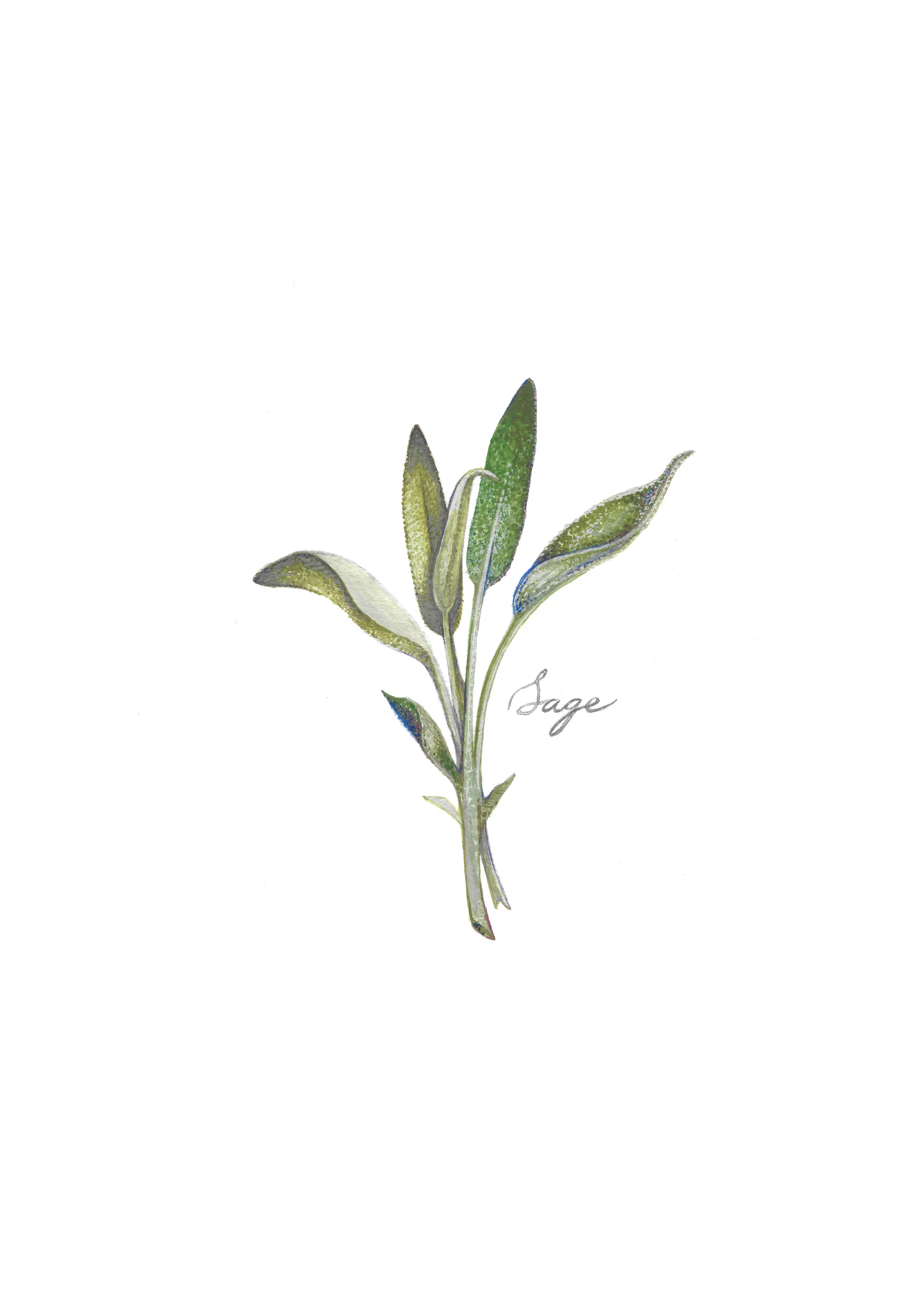 Sage Print.jpg