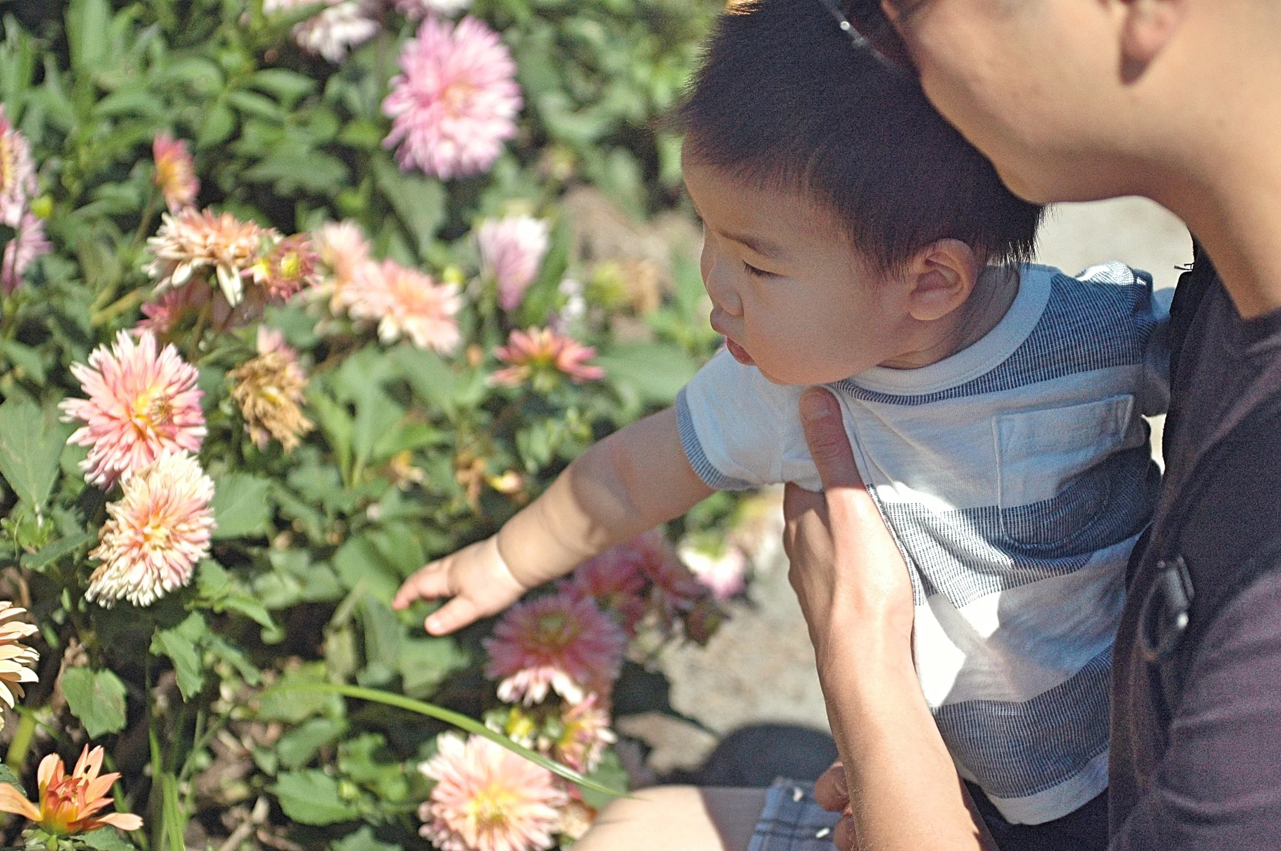 dash flowers.jpg