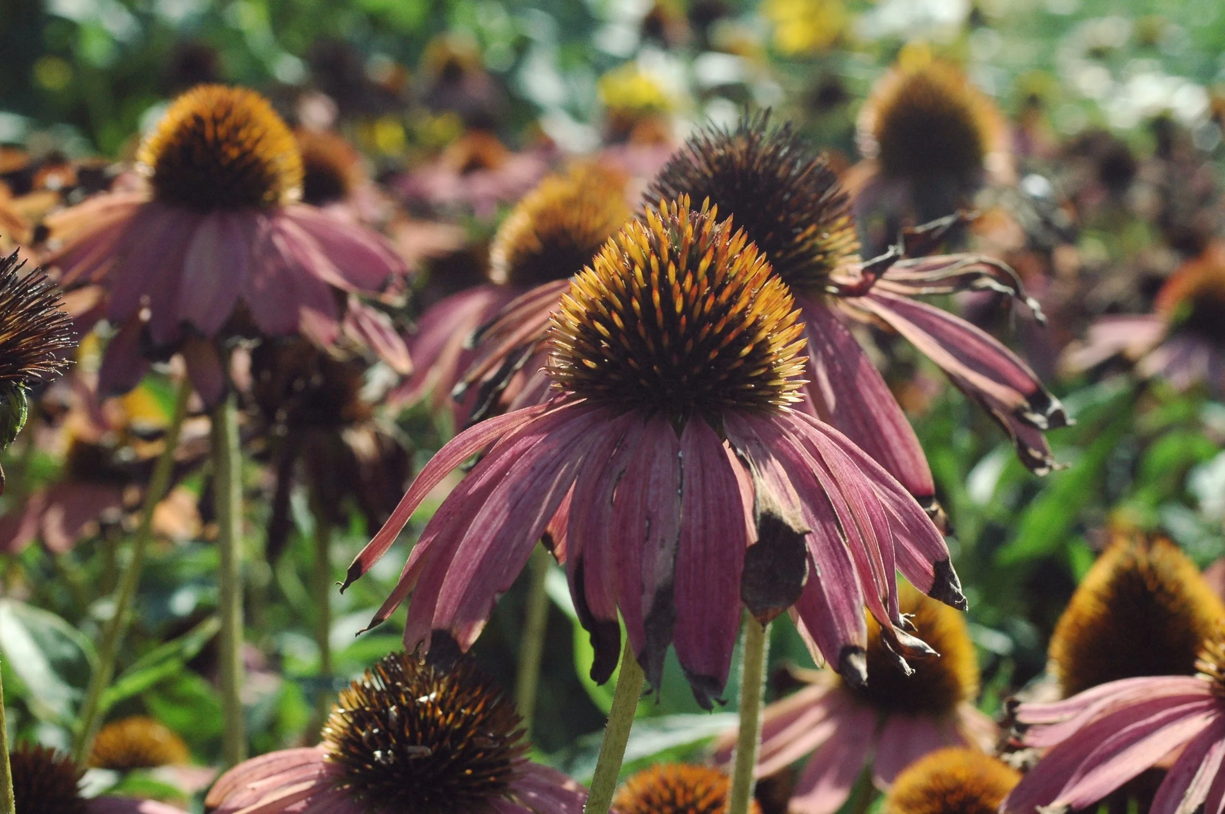 flowers.jpg