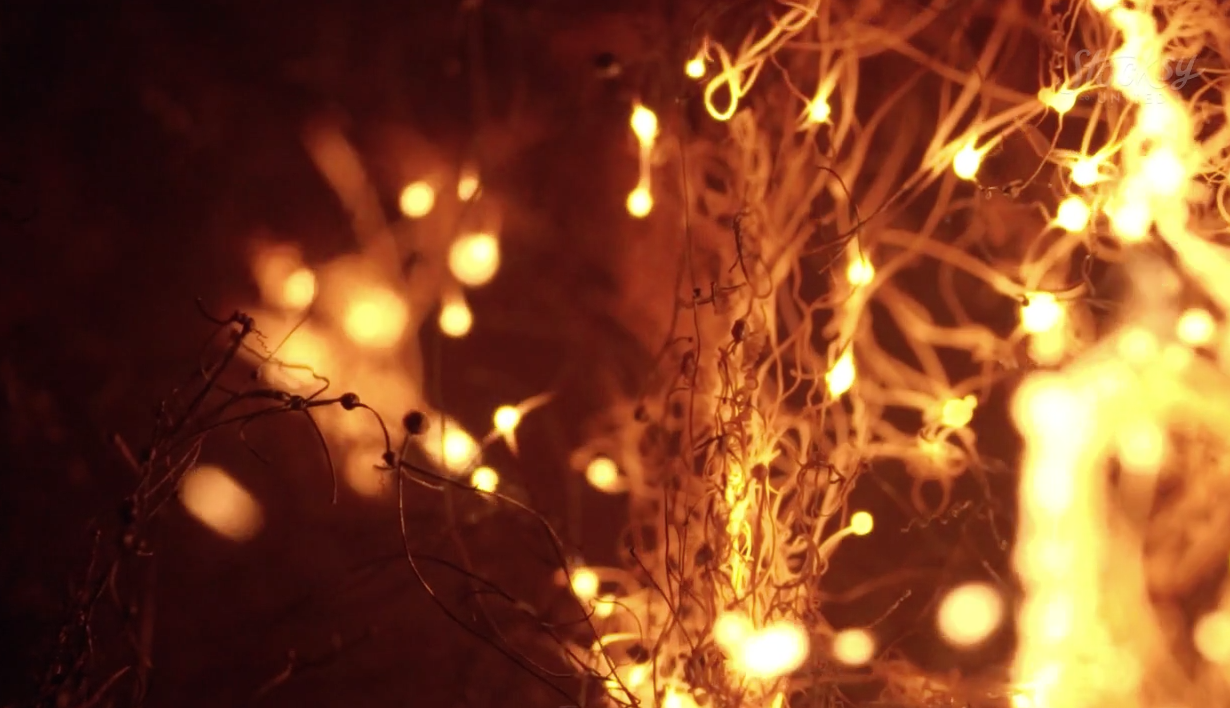 Screen Shot 2018-09-07 at 9.55.13 AM copy.png