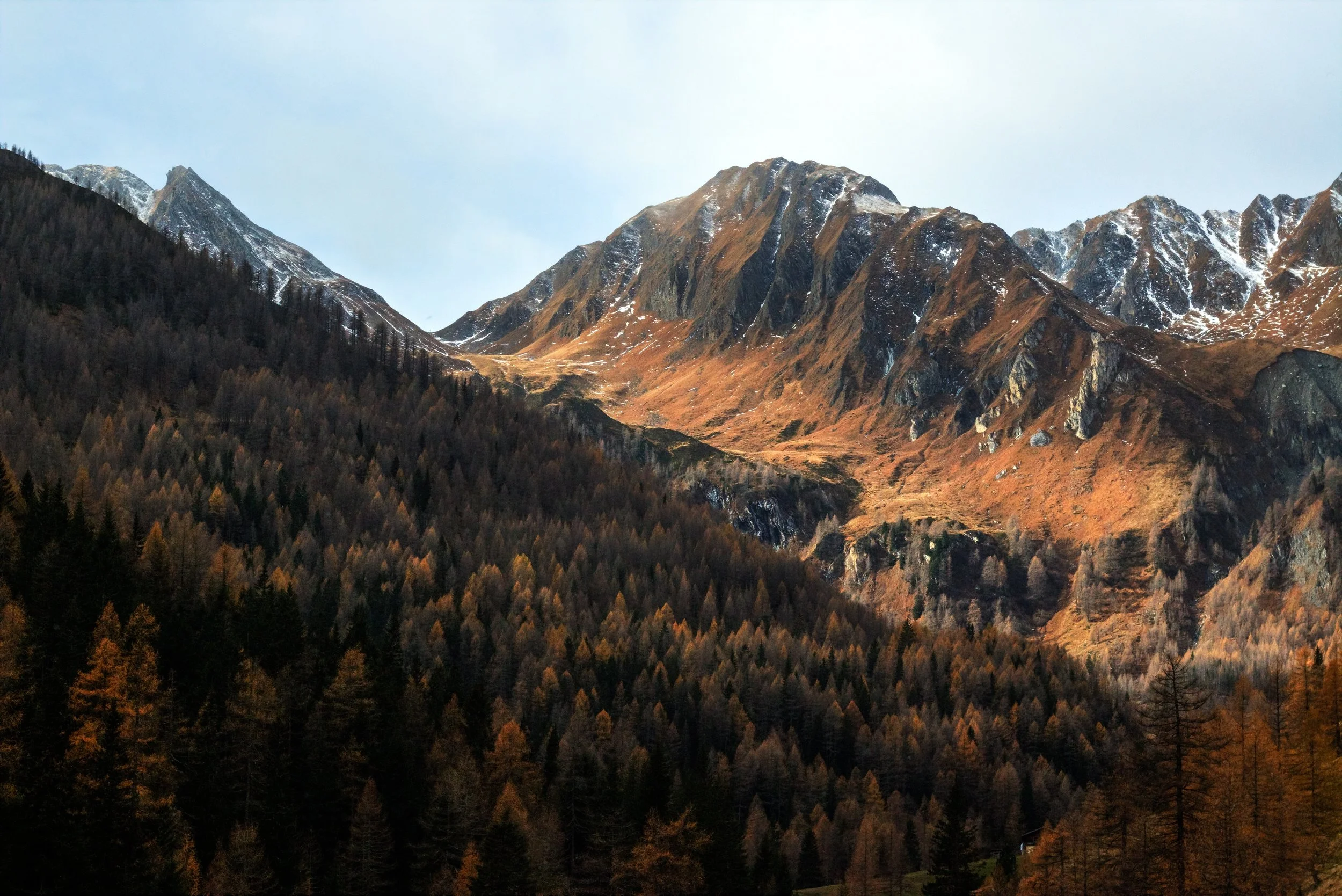 cold-conifers-daylight-701449.jpg