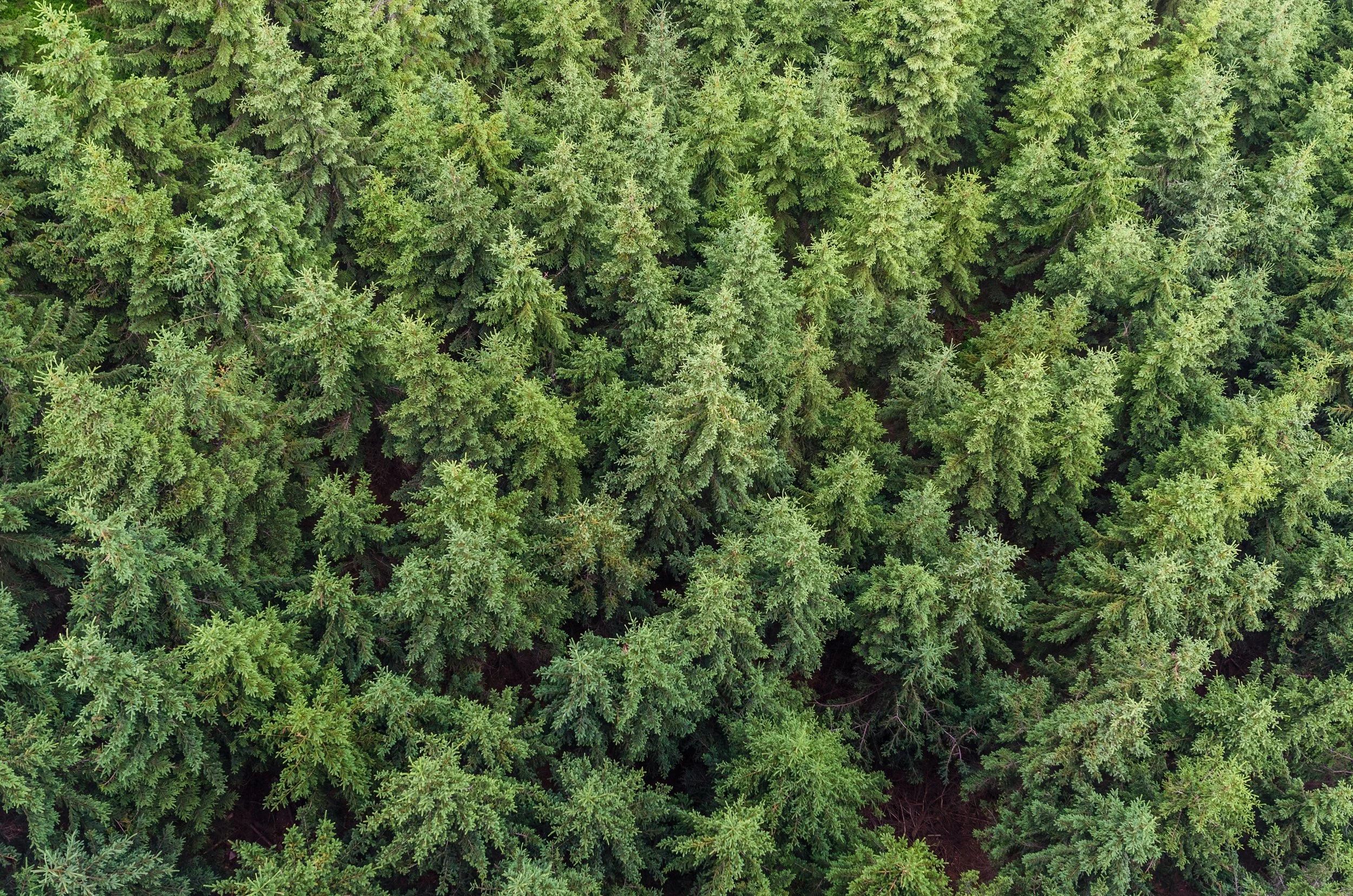 aerial-view-conifers-fir-trees-574190.jpg