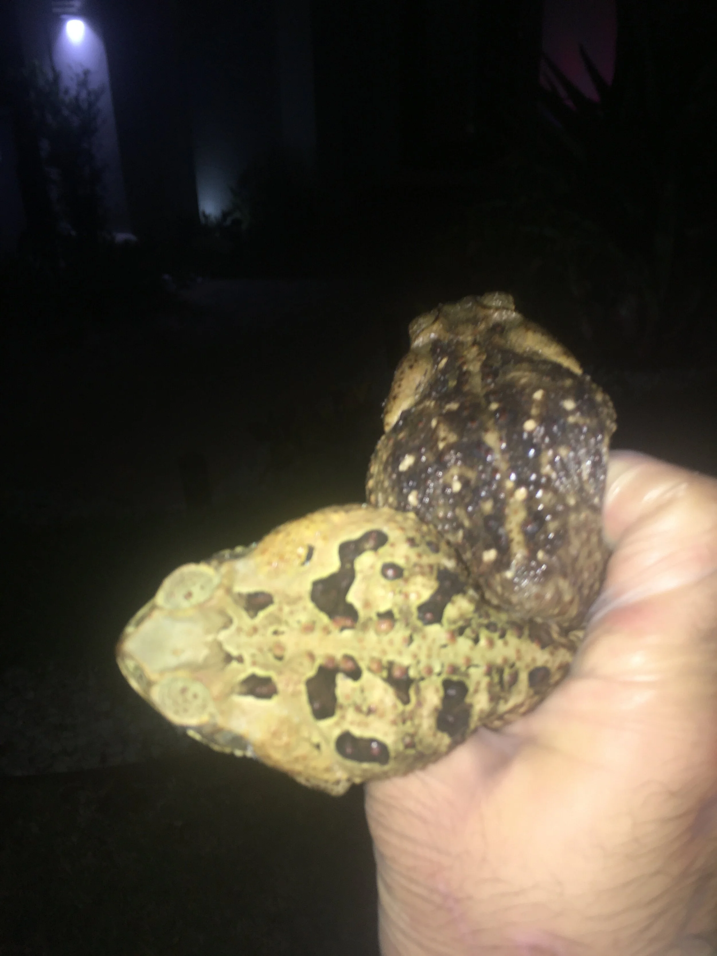 Humane Wildlife Removal of Iguanas, Toads, Ducks and Geese in South